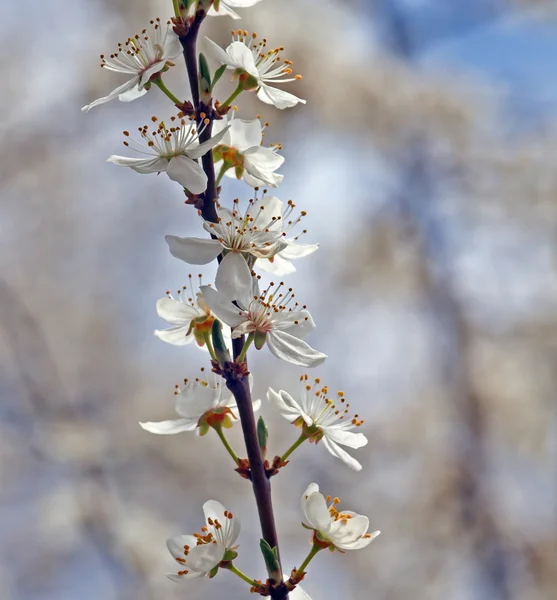 Małe, białe kwiaty na drzewo na wiosnę — Zdjęcie stockowe