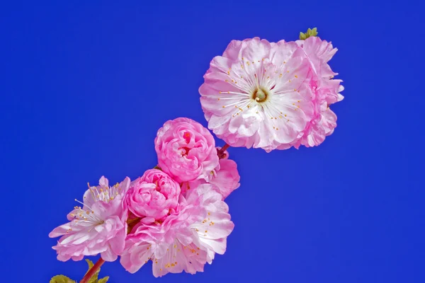 Brindille aux fleurs d'amande rose — Photo
