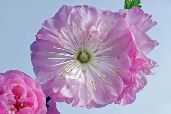 Ramoscello con fiori di mandorlo rosa — Foto Stock