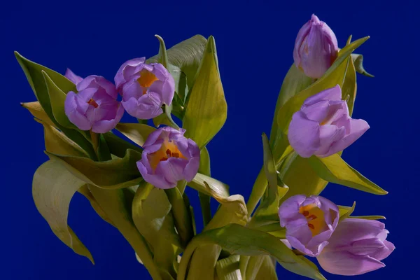 Kilka kwiatów tulipanów na niebieskim tle — Zdjęcie stockowe