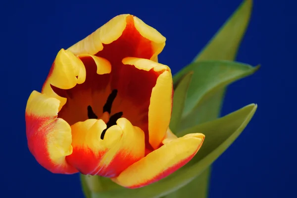 Tulipán květ na modrém pozadí — Stock fotografie