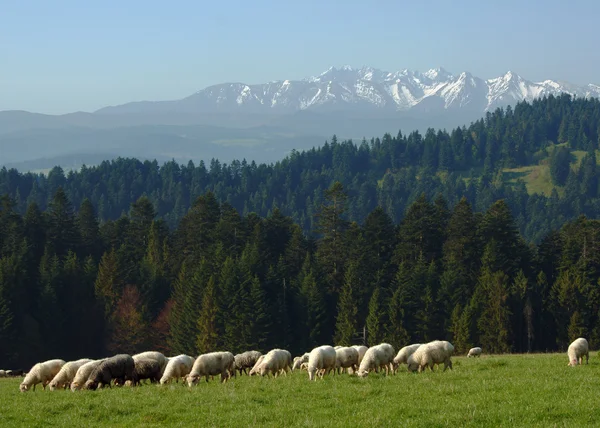 Kudde schapen in pieniny bergen — Stockfoto