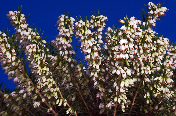 Blauwe en witte erica bloem — Stockfoto