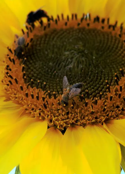 stock image Honeybee on sunflower, Poland