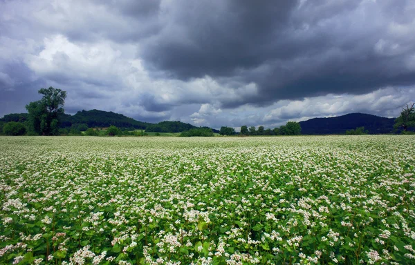 stock image Meadow with flowers in mountains