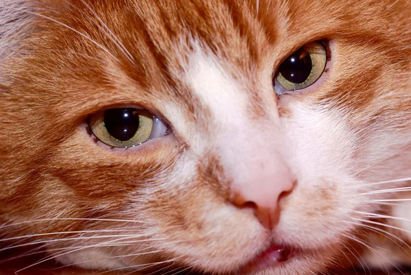 Portrait de chat européen roux — Photo