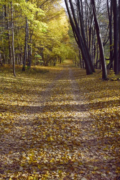 Lane in forest with leafs in the fall — Stock Photo, Image