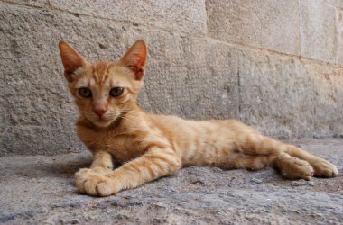 Rodos şehir içinde zencefil kedi