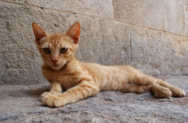 Zázvor kočka v městě Rhodos — Stock fotografie