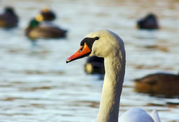 White swan portrait — Stock Photo, Image