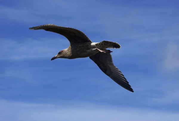 Seagull op de vlieg — Stockfoto