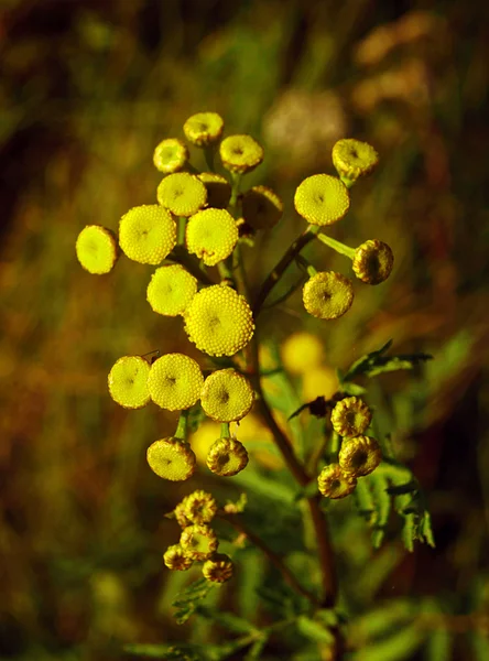 Żółte kwiaty na łące — Zdjęcie stockowe
