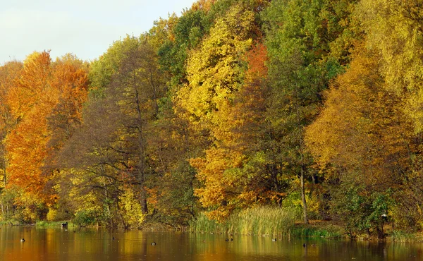 Lago e floresta no outono — Fotografia de Stock