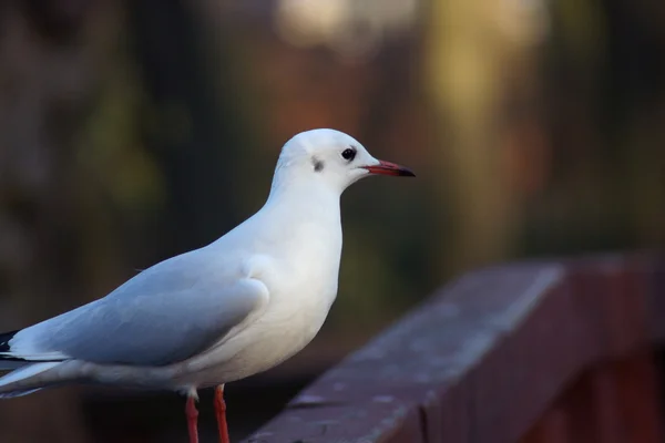 Möwe auf der Brücke — Stockfoto