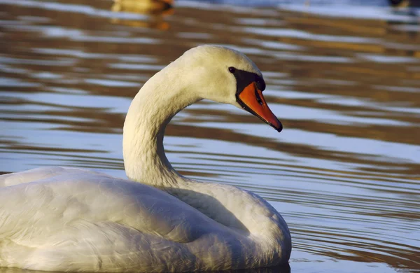 Swan with long neck — Stock Photo, Image