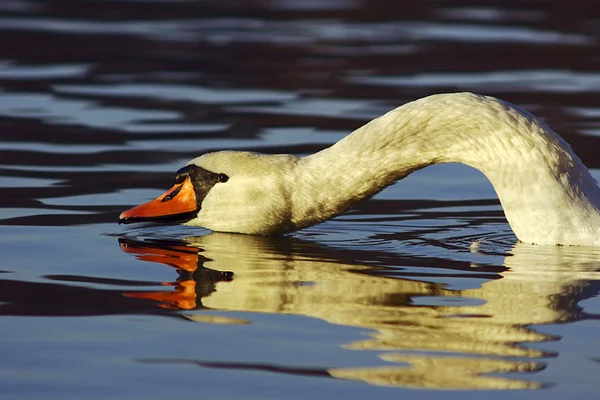Лебедь с длинной шеей — стоковое фото