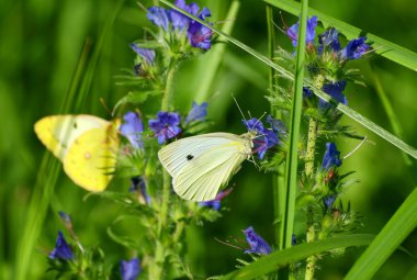 çiçekler üzerinde iki butterflys