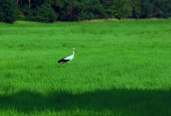 stock image Stork on meadow