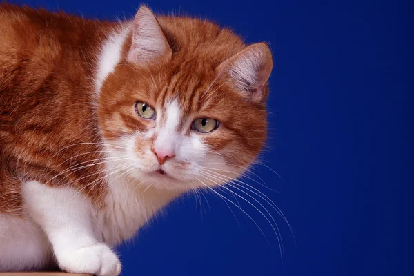 Portrait of ginger European cat — Stock Photo, Image