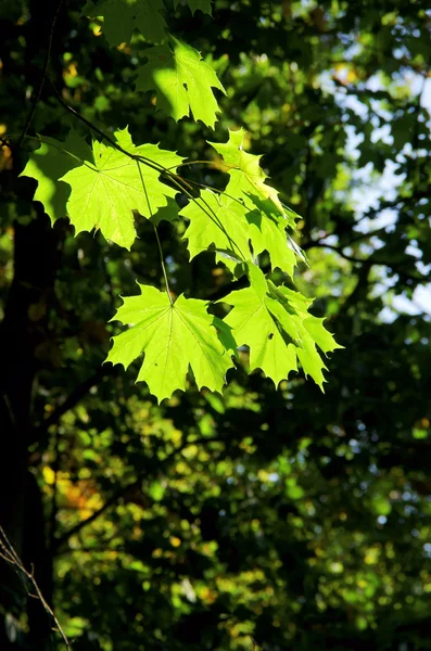 Листя кленового дерева восени — стокове фото