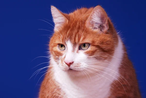 Portrait de chat européen roux — Photo