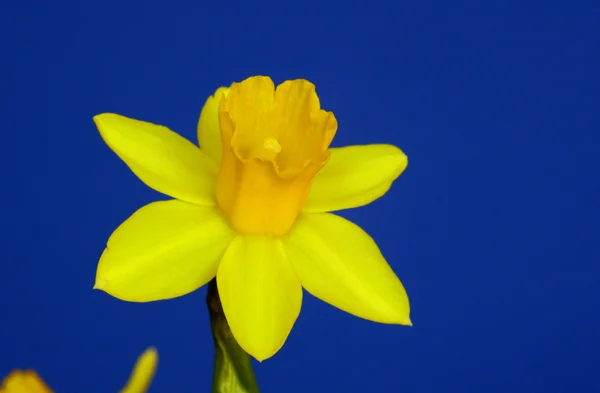 Daffodil amarelo — Fotografia de Stock