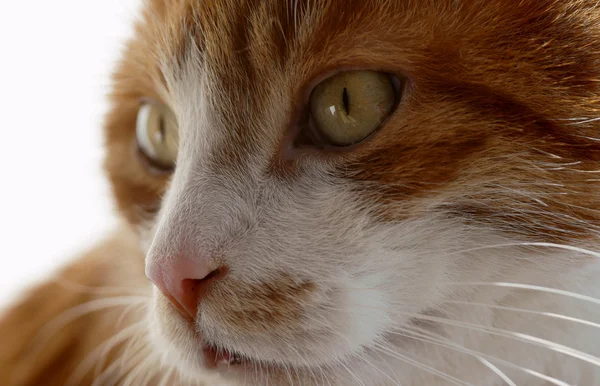 stock image Eye of ginger cat