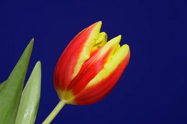 Flor de tulipán rojo y amarillo —  Fotos de Stock