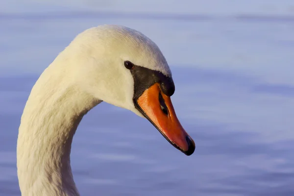 Retrato de cisne blanco —  Fotos de Stock