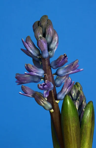 Υάκινθος βιολετί λουλουδιού σε μπλε φόντο — Φωτογραφία Αρχείου