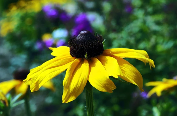 Yellow flower Rudbekia in garden — Stock Photo, Image