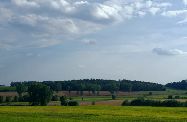 牧草地と木々 を風景します。 — ストック写真