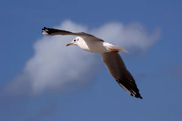Летающая белая чайка — стоковое фото