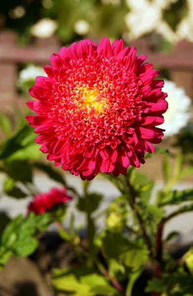 Aster, kwiat w ogrodzie — Zdjęcie stockowe