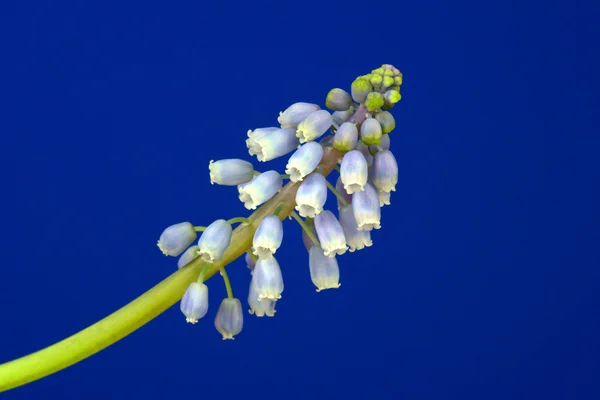Blue and white Muscari flower — Stock Photo, Image