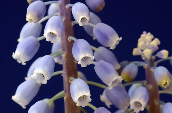 파란색과 흰색 Muscari 꽃 — 스톡 사진