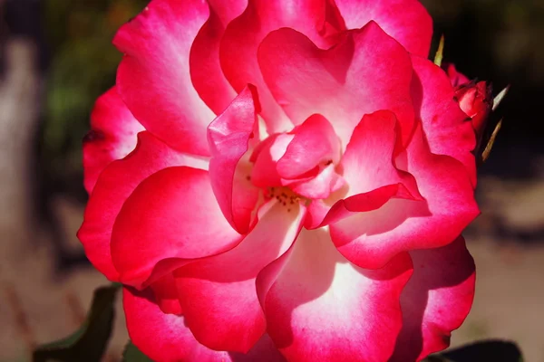 Rosa roja, flor en Polonia — Foto de Stock
