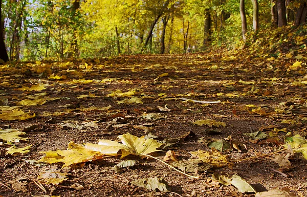 Erdő lane, a levelek ősszel — Stock Fotó