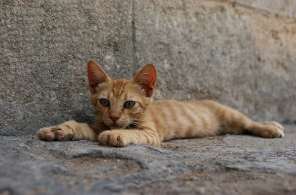 Ginger cat in City of Rhodes — Stock Photo, Image