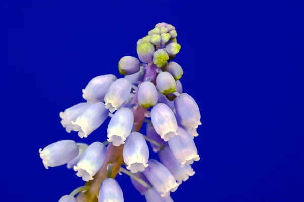 Blauwe en witte muscari bloem — Stockfoto
