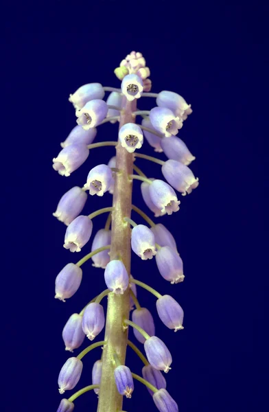 Blauwe en witte muscari bloem — Stockfoto