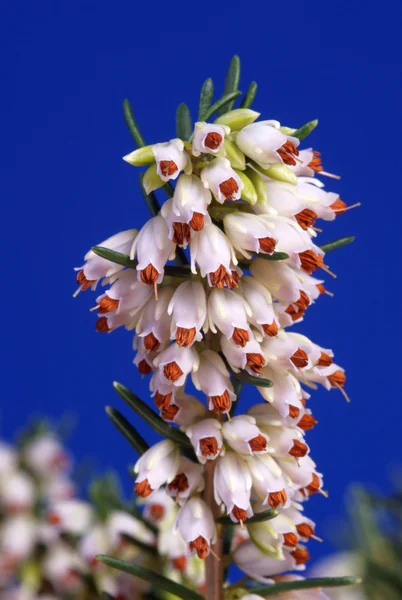 Μπλε και άσπρο λουλούδι erica — Φωτογραφία Αρχείου