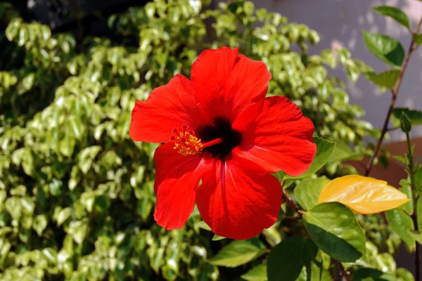 Hibisco vermelho na ilha de Zakynthos — Fotografia de Stock