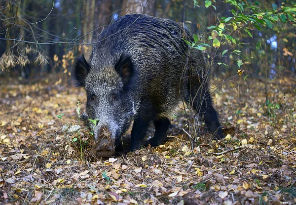Wildschweine auf Nahrungssuche im Wald — Stockfoto