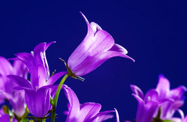 紫罗兰花风铃 — 图库照片