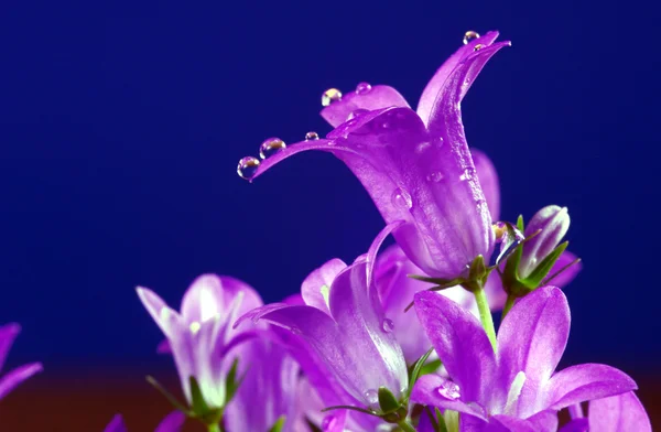 Violet flower Campanula — Stock Photo, Image