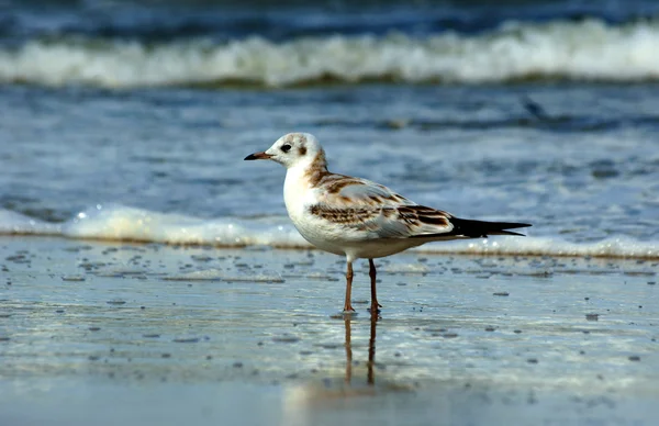 Seagull on the beach — Stock Photo, Image