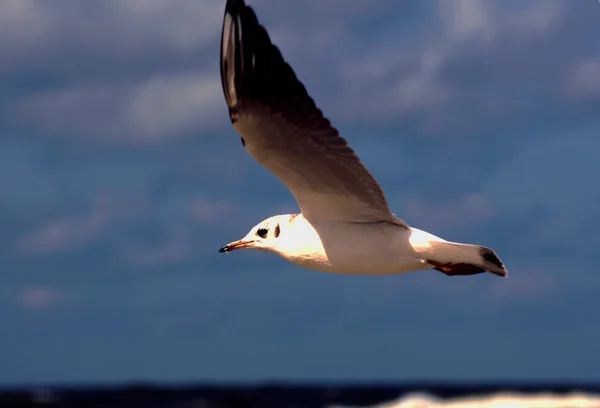 Fliegende weiße Möwe — Stockfoto