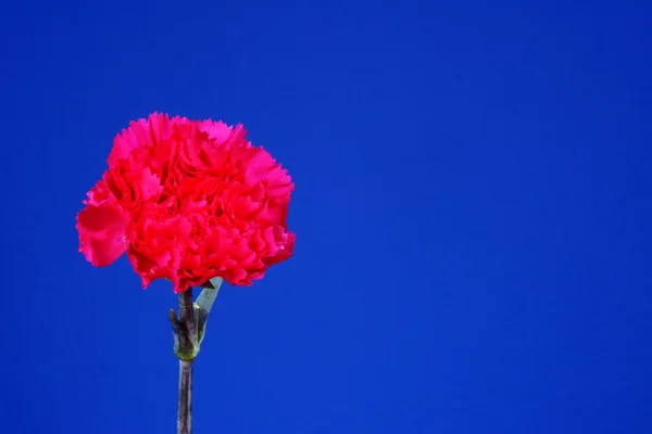 Flor roja Dianthus sobre fondo azul — Foto de Stock