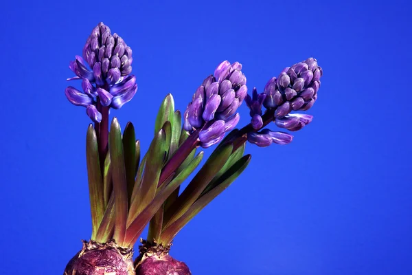 stock image Violet flower Hyacinth on blue background